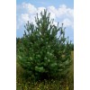 Сосна Крымская Pinus pallasiana